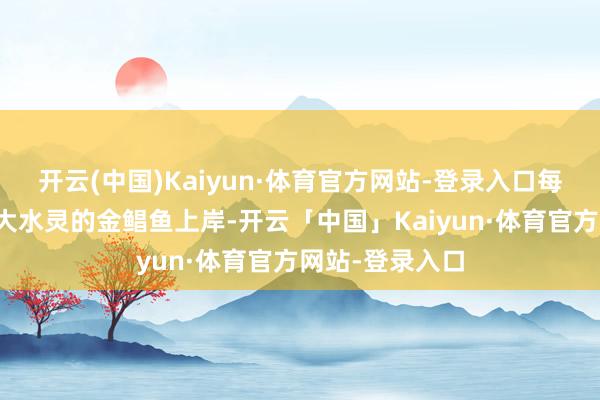 开云(中国)Kaiyun·体育官方网站-登录入口每天清早都有强大水灵的金鲳鱼上岸-开云「中国」Kaiyun·体育官方网站-登录入口